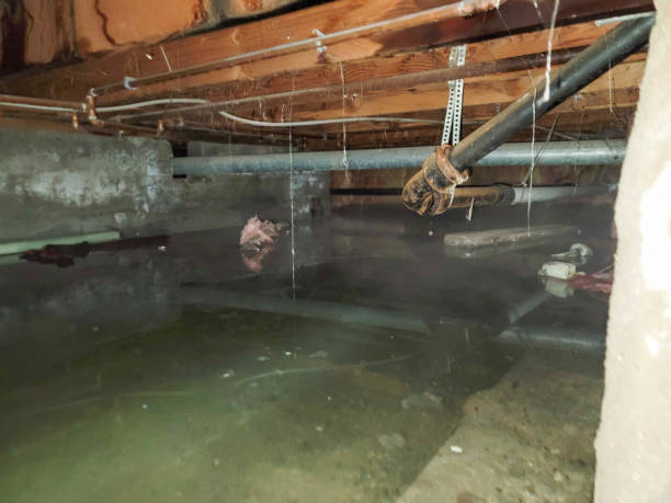 Best Sewage cleanup and water damage restoration  in New Johnsonville, TN